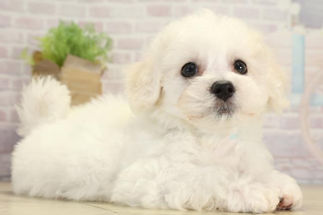 岐阜県のビションフリーゼ (Coo&RIKU岐阜店/2025年8月20日生まれ/男の子/ホワイト)の子犬の2枚目の画像