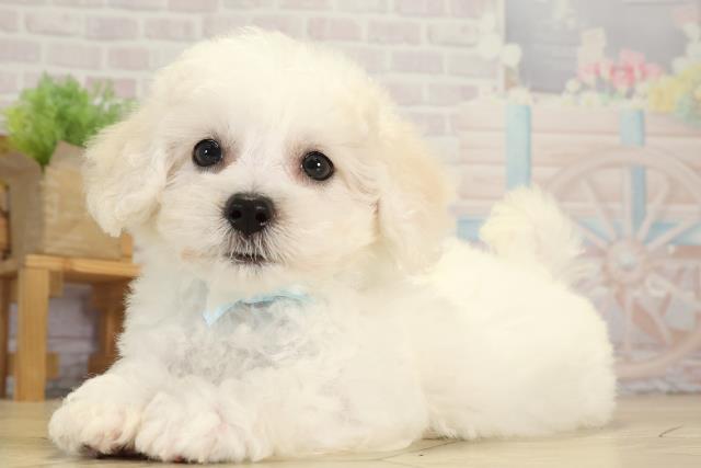 岐阜県のビションフリーゼ (Coo&RIKU岐阜店/2025年8月20日生まれ/男の子/ホワイト)の子犬の3枚目の画像
