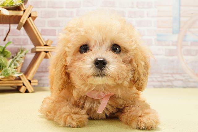 岐阜県のトイプードル(トイ) (Coo&RIKU岐南店/2025年8月10日生まれ/女の子/アプリコット)の子犬の1枚目の画像