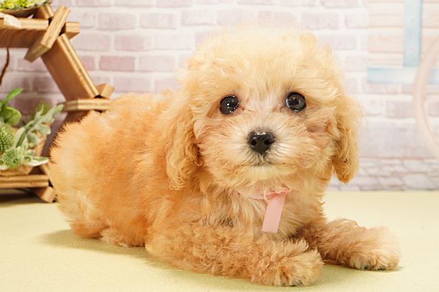 岐阜県のトイプードル(トイ) (Coo&RIKU岐南店/2025年8月10日生まれ/女の子/アプリコット)の子犬の2枚目の画像