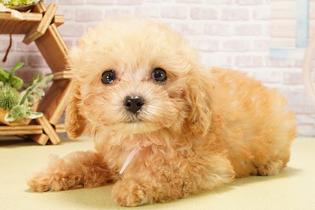 岐阜県のトイプードル(トイ) (Coo&RIKU岐南店/2025年8月10日生まれ/女の子/アプリコット)の子犬の3枚目の画像