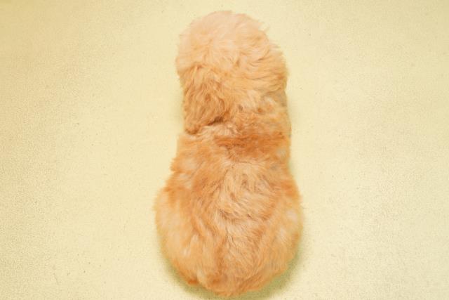 岐阜県のトイプードル(トイ) (Coo&RIKU岐南店/2025年8月10日生まれ/女の子/アプリコット)の子犬の4枚目の画像