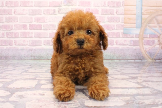 京都府のトイプードル(トイ) (Coo&RIKU京都店/2025年8月19日生まれ/男の子/レッドフォーン)の子犬の1枚目の画像