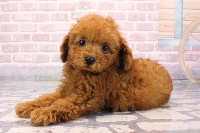京都府のトイプードル(トイ) (Coo&RIKU京都店/2025年8月19日生まれ/男の子/レッドフォーン)の子犬の3枚目の画像
