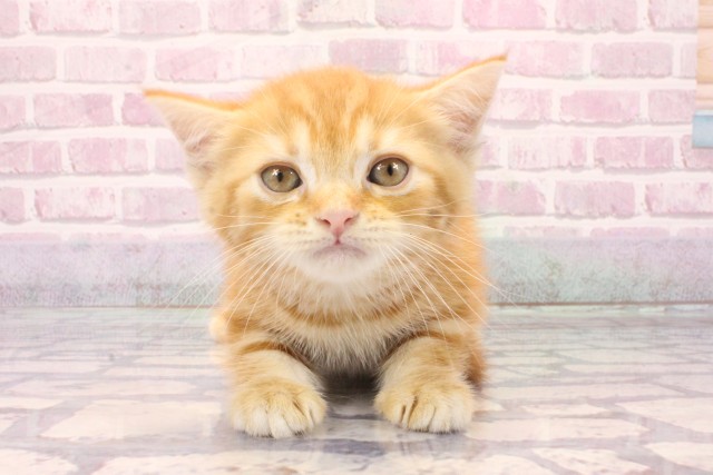 大阪府のマンチカン (Coo&RIKU梅田店/2025年8月21日生まれ/男の子/レッドタビー)の子猫の1枚目の画像