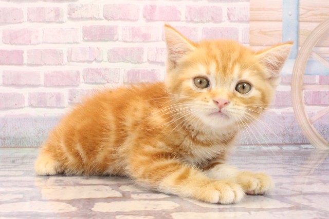 大阪府のマンチカン (Coo&RIKU梅田店/2025年8月21日生まれ/男の子/レッドタビー)の子猫の2枚目の画像