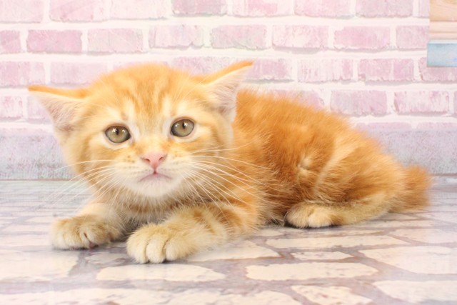 大阪府のマンチカン (Coo&RIKU梅田店/2025年8月21日生まれ/男の子/レッドタビー)の子猫の3枚目の画像