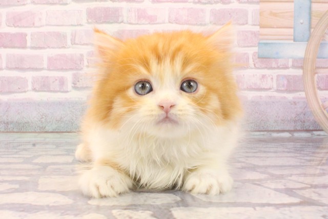 兵庫県のマンチカン (Coo&RIKU三木店/2025年8月20日生まれ/男の子/レッドタビーホワイト)の子猫の1枚目の画像