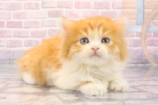 兵庫県のマンチカン (Coo&RIKU三木店/2025年8月20日生まれ/男の子/レッドタビーホワイト)の子猫の2枚目の画像
