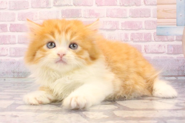 兵庫県のマンチカン (Coo&RIKU三木店/2025年8月20日生まれ/男の子/レッドタビーホワイト)の子猫の3枚目の画像