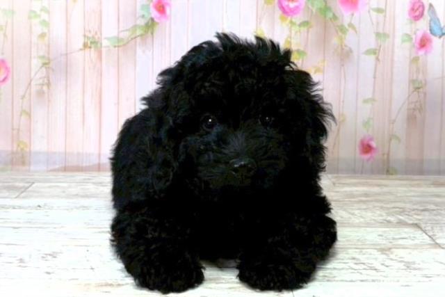 北海道のトイプードル(トイ) (Coo&RIKU帯広店/2025年8月20日生まれ/男の子/ブラック)の子犬の1枚目の画像