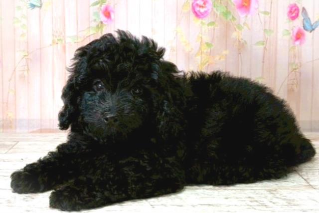 北海道のトイプードル(トイ) (Coo&RIKU帯広店/2025年8月20日生まれ/男の子/ブラック)の子犬の2枚目の画像