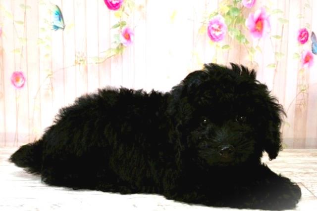 北海道のトイプードル(トイ) (Coo&RIKU帯広店/2025年8月20日生まれ/男の子/ブラック)の子犬の3枚目の画像