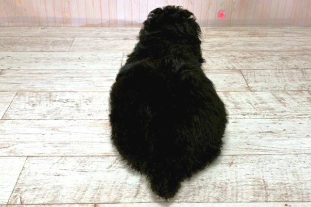 北海道のトイプードル(トイ) (Coo&RIKU帯広店/2025年8月20日生まれ/男の子/ブラック)の子犬の4枚目の画像