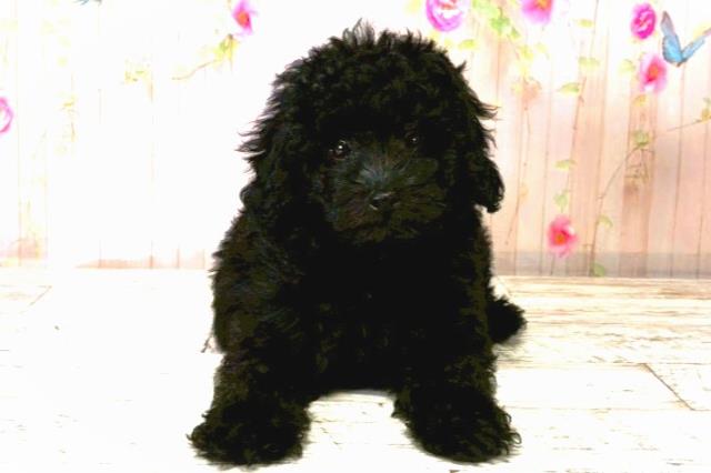 秋田県のトイプードル(トイ) (Coo&RIKU秋田店/2025年8月20日生まれ/男の子/ブラック)の子犬の1枚目の画像