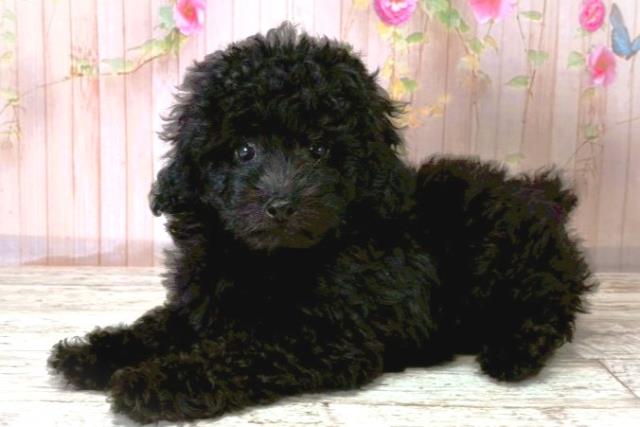秋田県のトイプードル(トイ) (Coo&RIKU秋田店/2025年8月20日生まれ/男の子/ブラック)の子犬の2枚目の画像