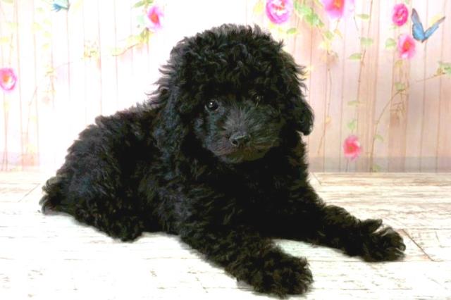 秋田県のトイプードル(トイ) (Coo&RIKU秋田店/2025年8月20日生まれ/男の子/ブラック)の子犬の3枚目の画像