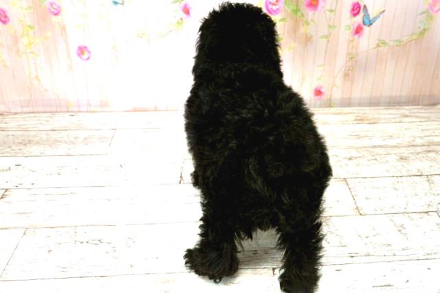 秋田県のトイプードル(トイ) (Coo&RIKU秋田店/2025年8月20日生まれ/男の子/ブラック)の子犬の4枚目の画像