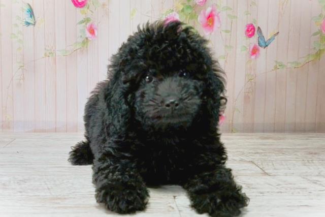 新潟県のトイプードル(トイ) (Coo&RIKU新潟西店/2025年8月20日生まれ/女の子/ブラック)の子犬の1枚目の画像