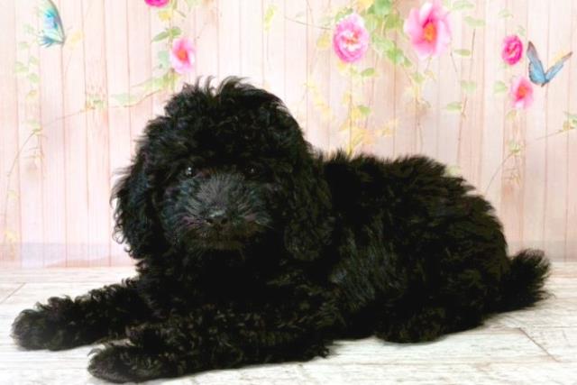 新潟県のトイプードル(トイ) (Coo&RIKU新潟西店/2025年8月20日生まれ/女の子/ブラック)の子犬の2枚目の画像