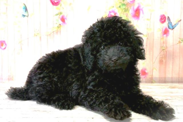 新潟県のトイプードル(トイ) (Coo&RIKU新潟西店/2025年8月20日生まれ/女の子/ブラック)の子犬の3枚目の画像
