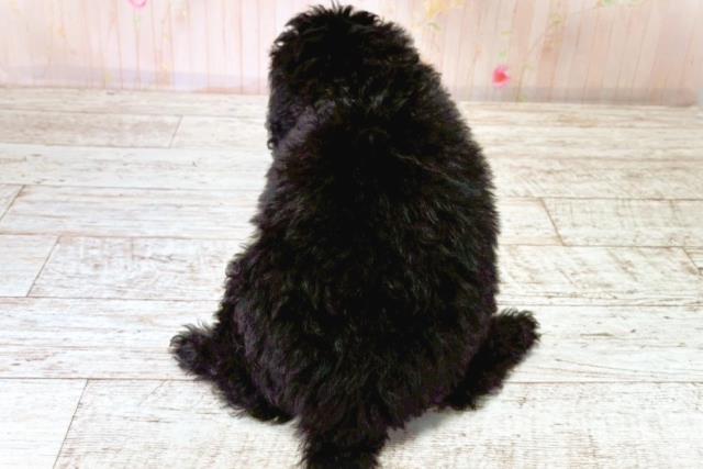 新潟県のトイプードル(トイ) (Coo&RIKU新潟西店/2025年8月20日生まれ/女の子/ブラック)の子犬の4枚目の画像