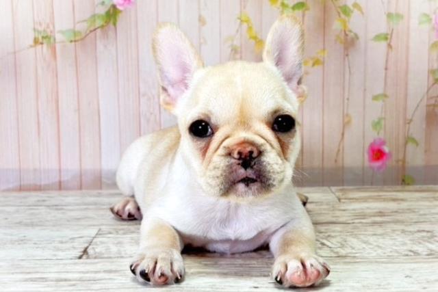 北海道のフレンチブルドッグ (Coo&RIKU札幌東店/2025年8月20日生まれ/女の子/クリーム)の子犬の1枚目の画像