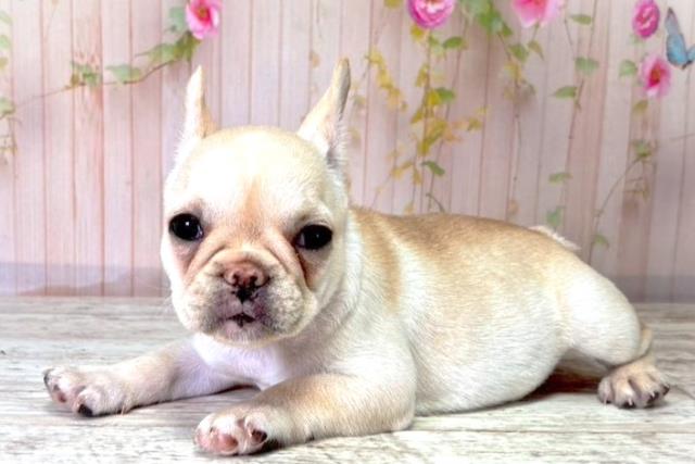北海道のフレンチブルドッグ (Coo&RIKU札幌東店/2025年8月20日生まれ/女の子/クリーム)の子犬の2枚目の画像
