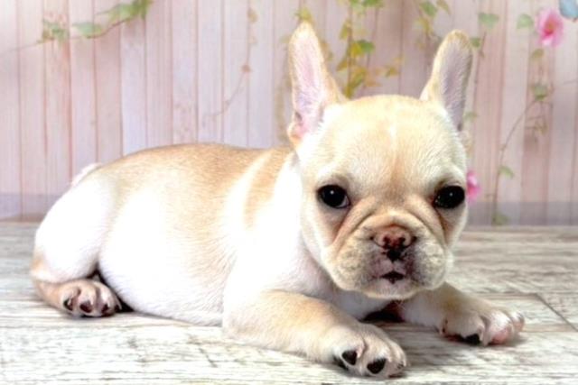 北海道のフレンチブルドッグ (Coo&RIKU札幌東店/2025年8月20日生まれ/女の子/クリーム)の子犬の3枚目の画像