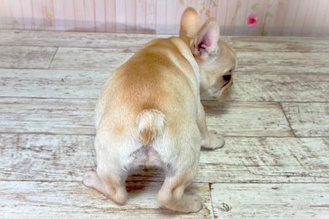 北海道のフレンチブルドッグ (Coo&RIKU札幌東店/2025年8月20日生まれ/女の子/クリーム)の子犬の4枚目の画像