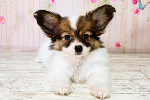 長野県のパピヨン (Coo&RIKU綿半上田店/2025年8月24日生まれ/男の子/トライカラー)の子犬の1枚目の画像