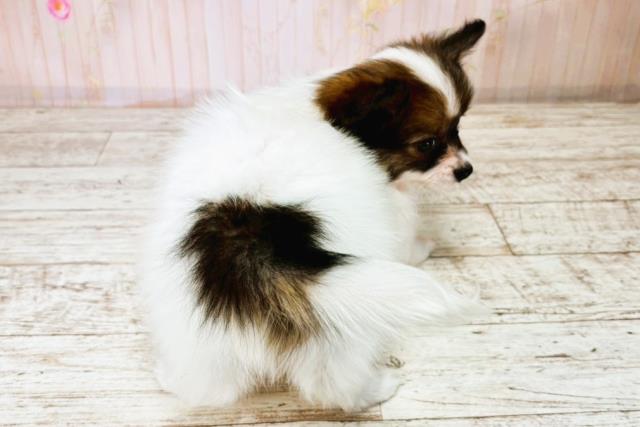 長野県のパピヨン (Coo&RIKU綿半上田店/2025年8月24日生まれ/男の子/トライカラー)の子犬の4枚目の画像