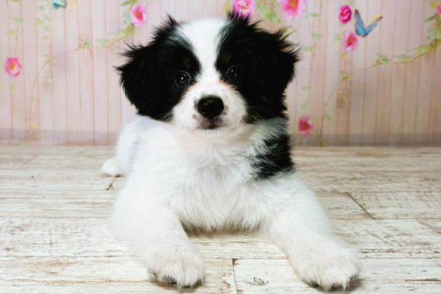 神奈川県のパピヨン (Coo&RIKU長津田店/2025年8月24日生まれ/女の子/トライカラー)の子犬の1枚目の画像