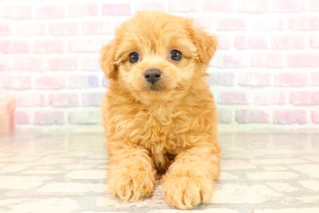 千葉県のチワプー/プーチー(チワワ×プードル) (Coo&RIKU市原店/2025年8月22日生まれ/女の子/レッド)の子犬の1枚目の画像