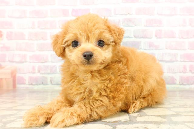 千葉県のチワプー/プーチー(チワワ×プードル) (Coo&RIKU市原店/2025年8月22日生まれ/女の子/レッド)の子犬の2枚目の画像