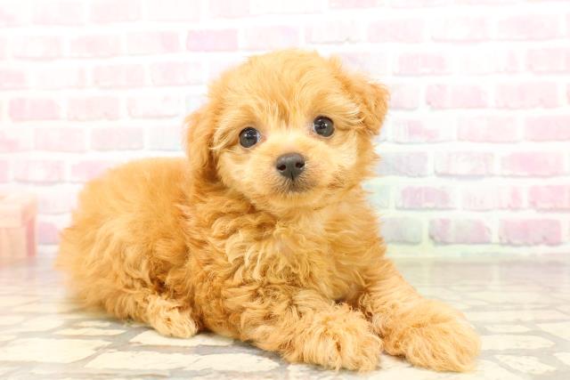 千葉県のチワプー/プーチー(チワワ×プードル) (Coo&RIKU市原店/2025年8月22日生まれ/女の子/レッド)の子犬の3枚目の画像