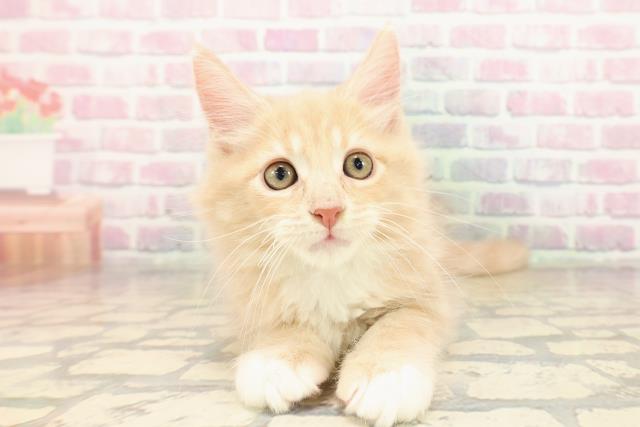 栃木県のメインクーン (Coo&RIKU宇都宮店/2025年8月23日生まれ/男の子/クリームタビーホワイト)の子猫