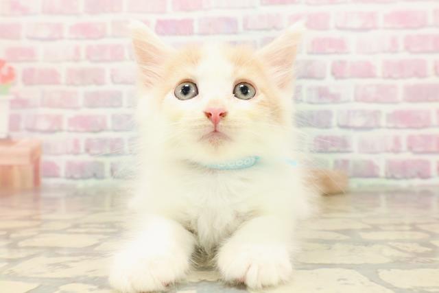 東京都のメインクーン (Coo&RIKU赤坂店/2025年8月23日生まれ/男の子/クリームタビーホワイト)の子猫の1枚目の画像