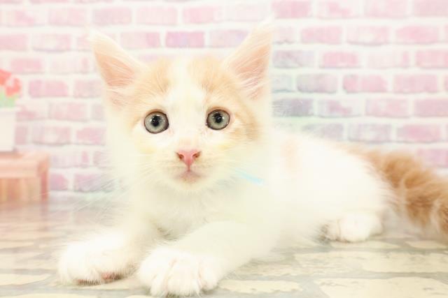 東京都のメインクーン (Coo&RIKU赤坂店/2025年8月23日生まれ/男の子/クリームタビーホワイト)の子猫の2枚目の画像