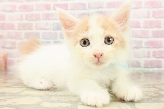 東京都のメインクーン (Coo&RIKU赤坂店/2025年8月23日生まれ/男の子/クリームタビーホワイト)の子猫の3枚目の画像