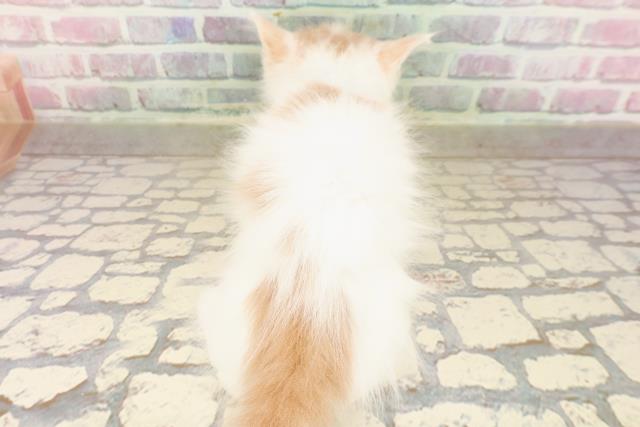 東京都のメインクーン (Coo&RIKU赤坂店/2025年8月23日生まれ/男の子/クリームタビーホワイト)の子猫の4枚目の画像