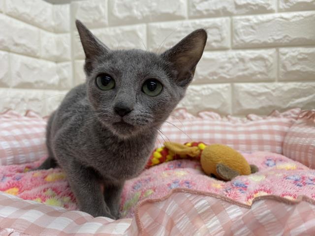 ロシアンブルー