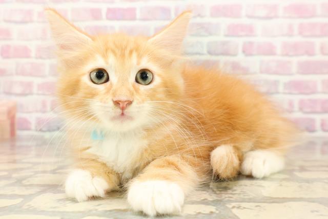 東京都のメインクーン (Coo&RIKU三軒茶屋店/2025年8月14日生まれ/男の子/レッドタビーホワイト)の子猫の2枚目の画像