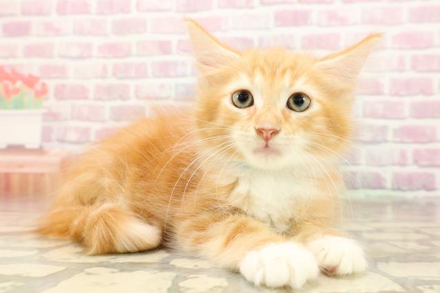 東京都のメインクーン (Coo&RIKU三軒茶屋店/2025年8月14日生まれ/男の子/レッドタビーホワイト)の子猫の3枚目の画像