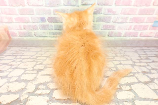 東京都のメインクーン (Coo&RIKU三軒茶屋店/2025年8月14日生まれ/男の子/レッドタビーホワイト)の子猫の4枚目の画像