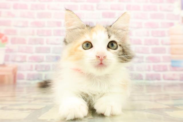 東京都のメインクーン (Coo&RIKU自由が丘店/2025年8月14日生まれ/女の子/キャリコ)の子猫の1枚目の画像