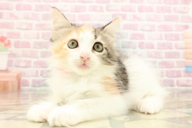 東京都のメインクーン (Coo&RIKU自由が丘店/2025年8月14日生まれ/女の子/キャリコ)の子猫の2枚目の画像