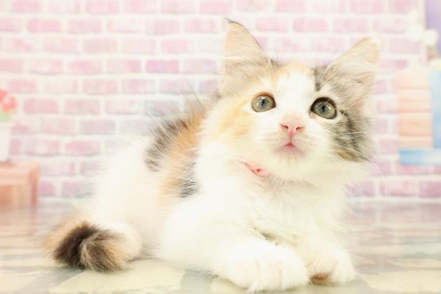 東京都のメインクーン (Coo&RIKU自由が丘店/2025年8月14日生まれ/女の子/キャリコ)の子猫の3枚目の画像