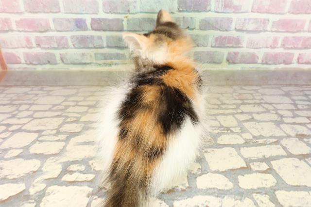 東京都のメインクーン (Coo&RIKU自由が丘店/2025年8月14日生まれ/女の子/キャリコ)の子猫の4枚目の画像
