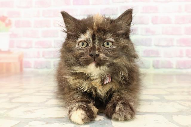 東京都のサイベリアン (Coo&RIKU赤坂店/2025年8月22日生まれ/女の子/トーティー)の子猫の1枚目の画像